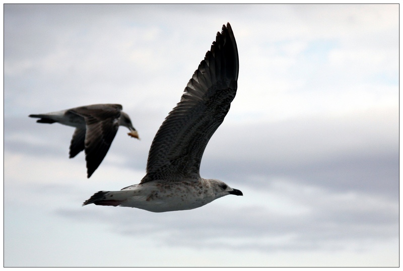 gulls...