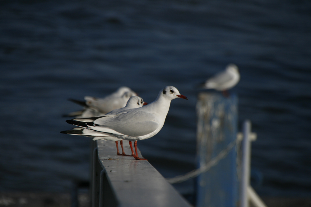 Gulls