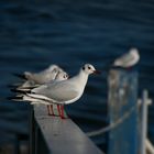 Gulls