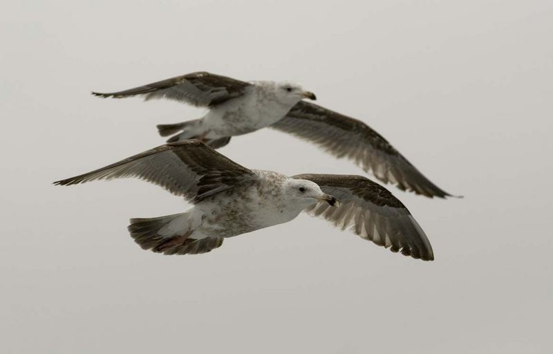 Gulls