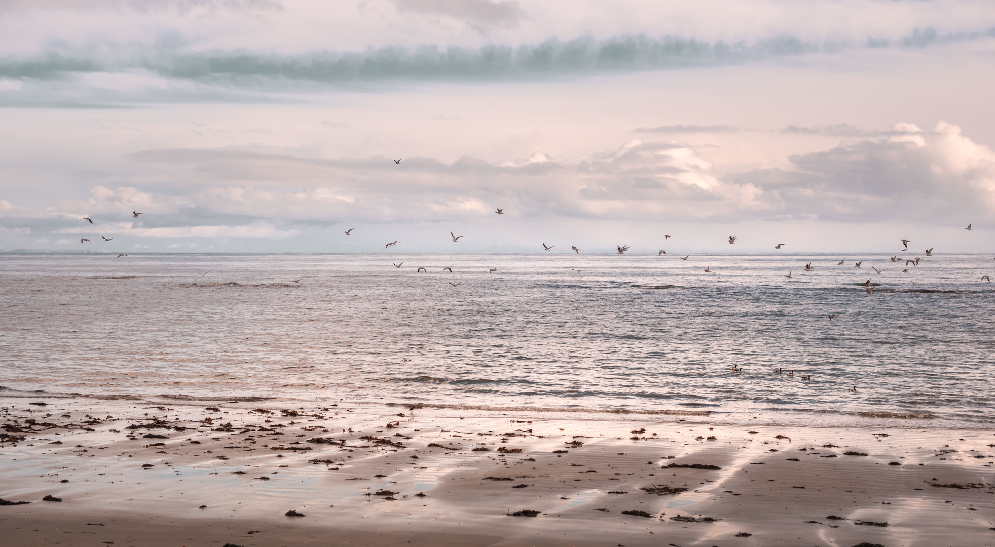 Gulls above the irish sea