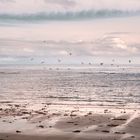 Gulls above the irish sea