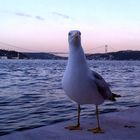 gulls and Istanbul Strait