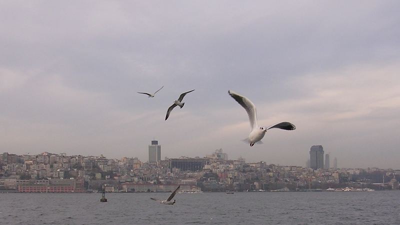 Gulls and the city