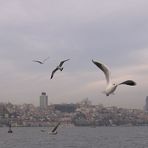 Gulls and the city