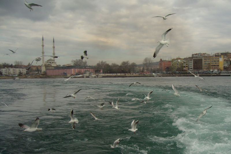 Gulls and the city II