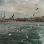 Gulls and the city II