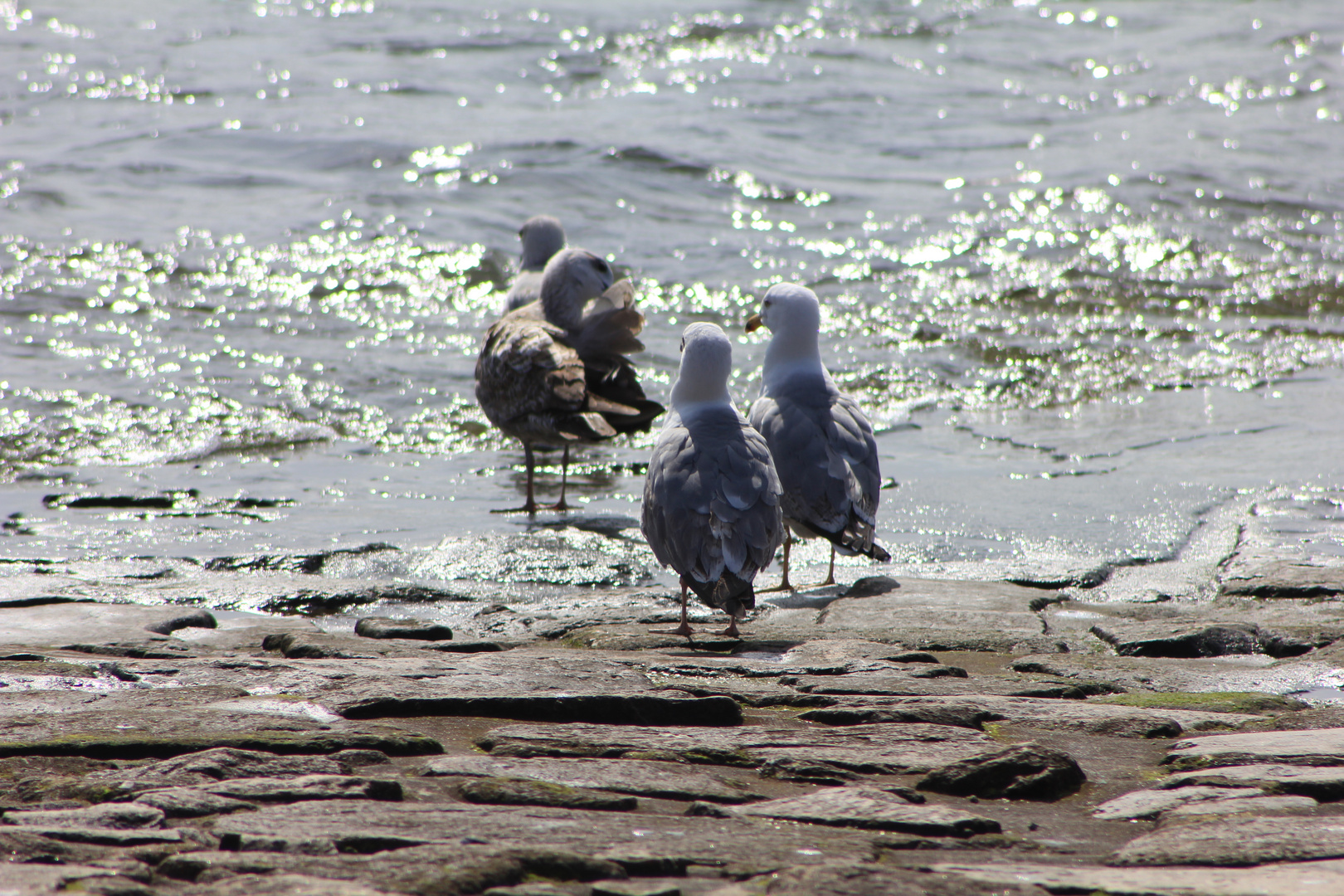 Gulls at Douro river in Porto, Portugal