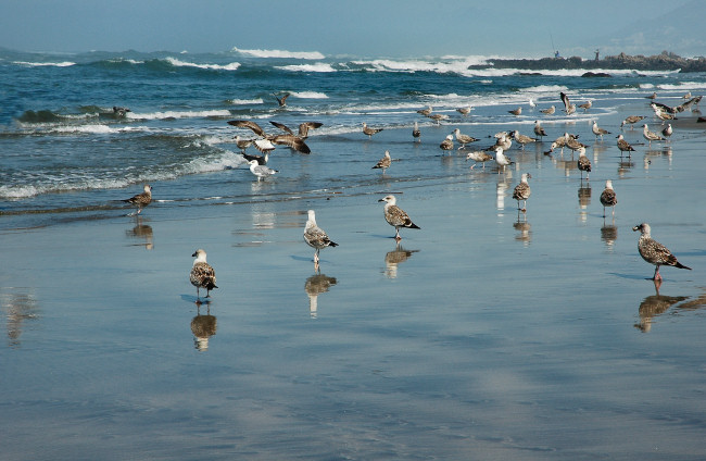 Gulls