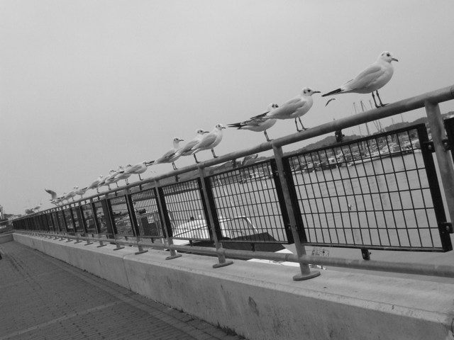 gulls in a row