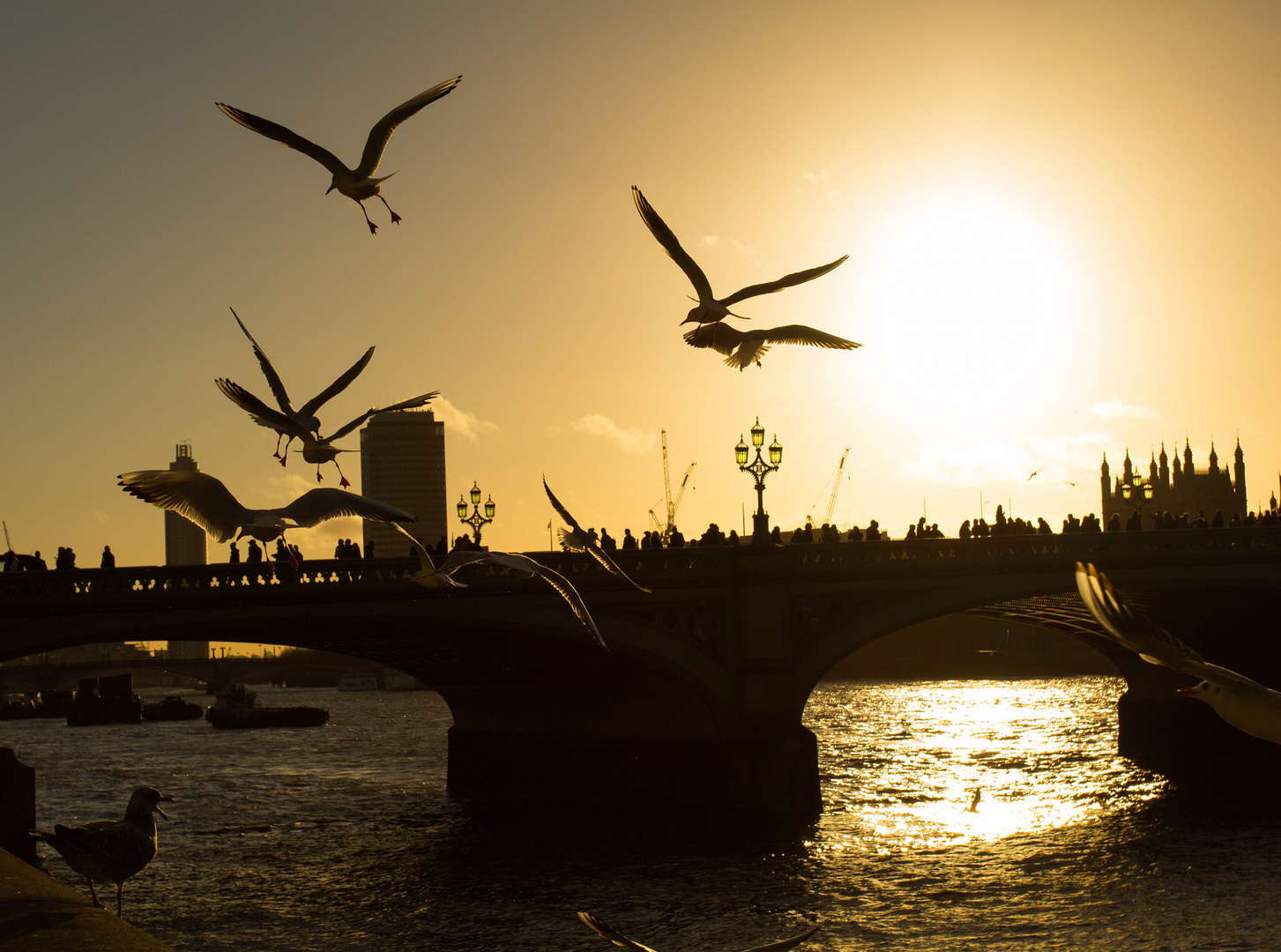 Gulls in london