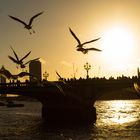 Gulls in london