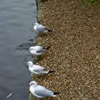 Gulls in St. James Park