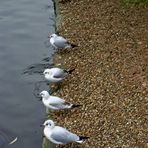 Gulls in St. James Park