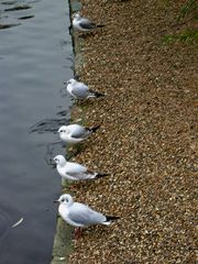 Gulls in St. James Park