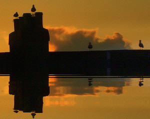 Gulls in the gloaming