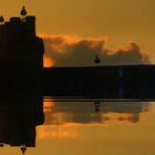 Gulls in the gloaming