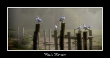 Gulls in the mist