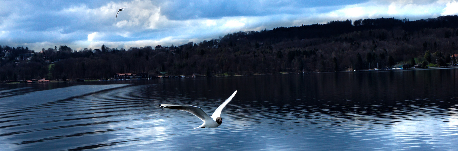 Gulls in the sun