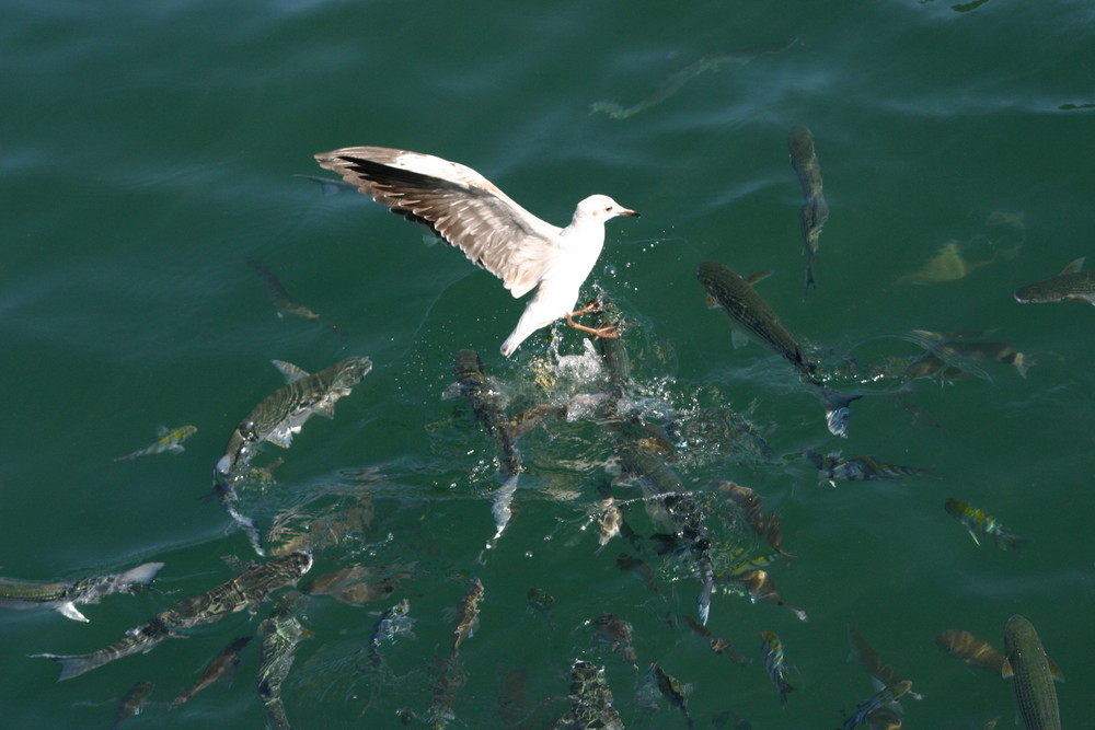 Gulls & Mullett