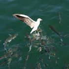 Gulls & Mullett