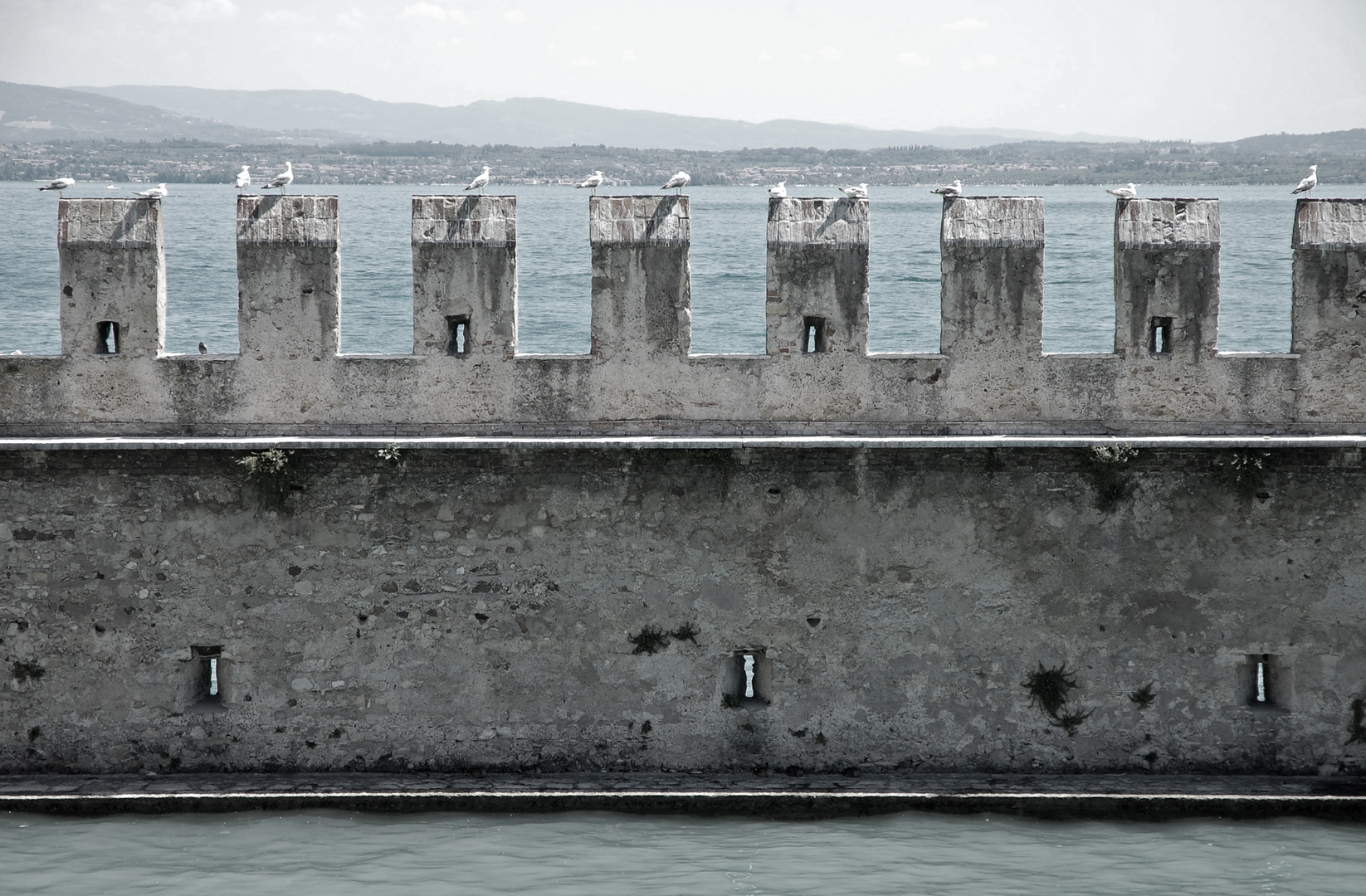 Gulls on Walls