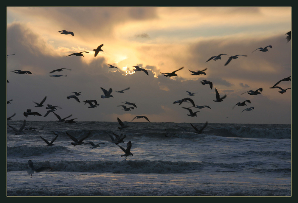 Gulls & Waves