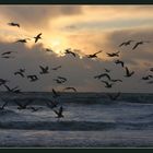 Gulls & Waves