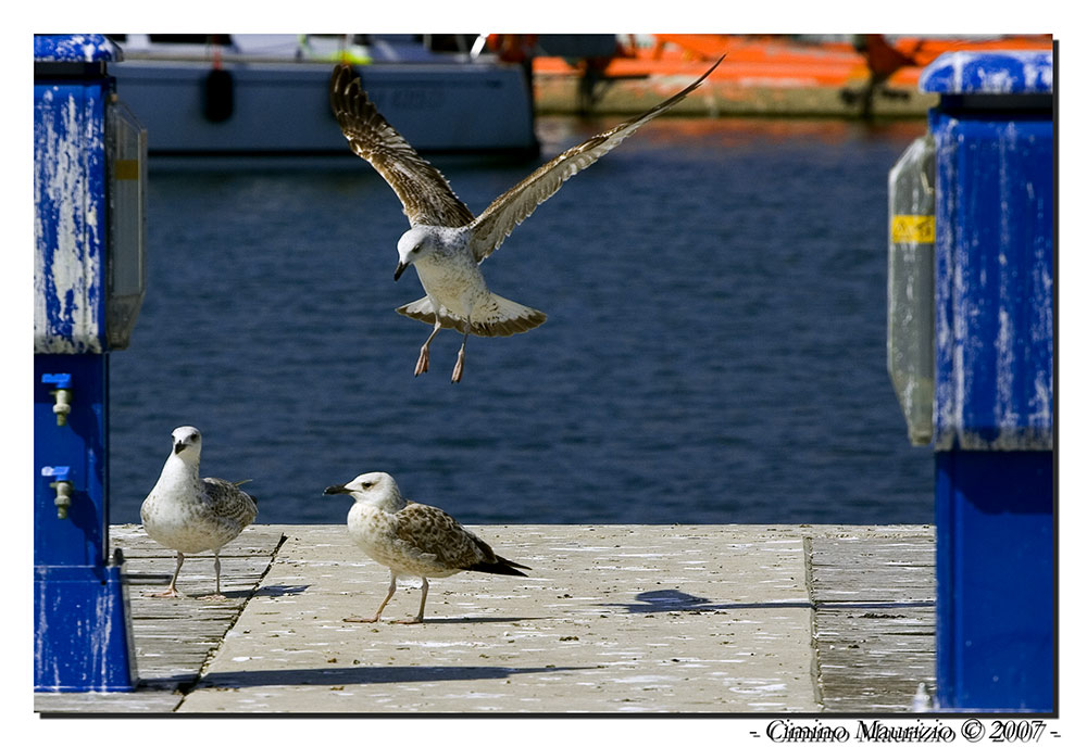 Gulls#2