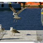 Gulls#2