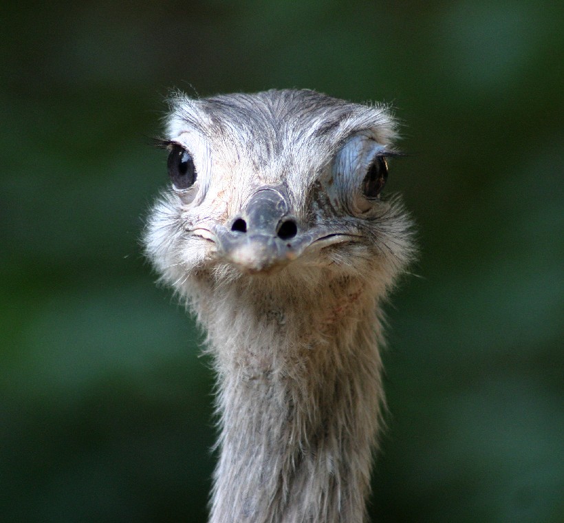 ...gulp... Foto & Bild tiere, zoo, wildpark & falknerei, vögel Bilder