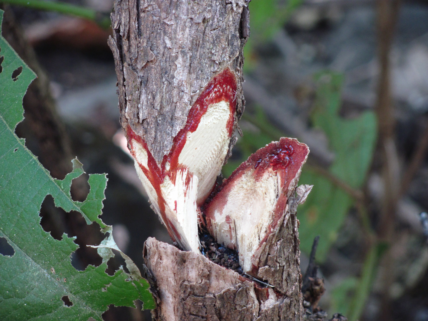 Gum form tree