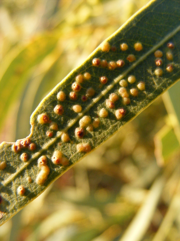 Gum Leaf