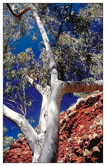 Gum Tree