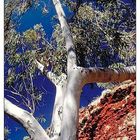 Gum Tree