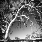 Gum Tree