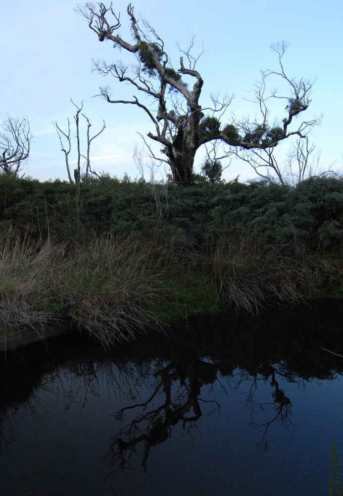 gum tree at dawn in WA