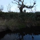 gum tree at dawn in WA