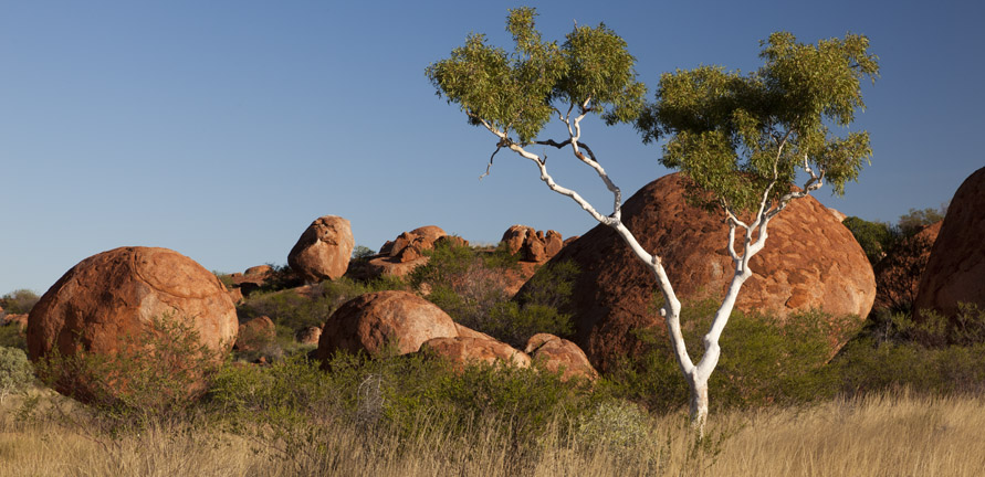 Gum tree in central Australia