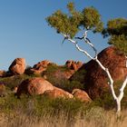 Gum tree in central Australia