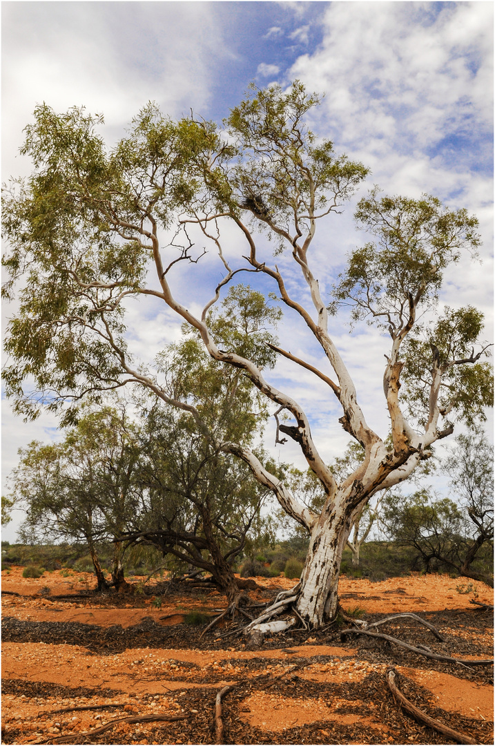 "Gum Tree" - Westaustralien, 2008