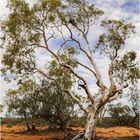 "Gum Tree" - Westaustralien, 2008