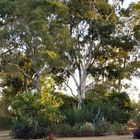 Gum Trees