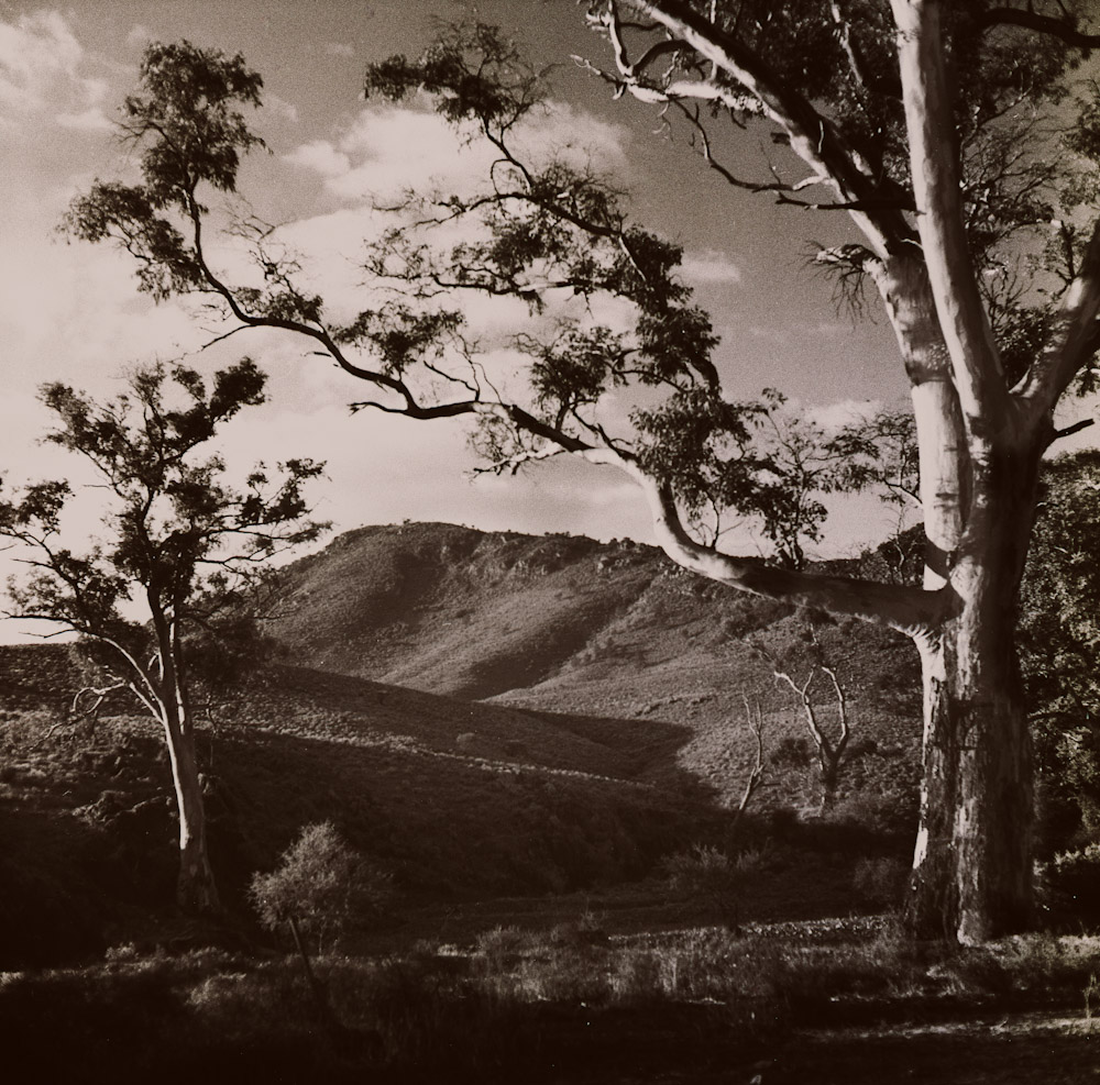 Gum trees and hills