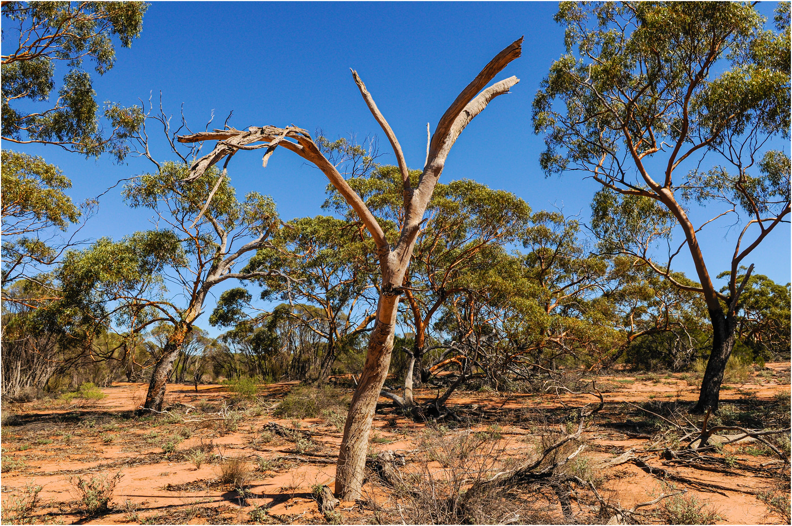 "Gum Trees" - Westaustralien, 2008