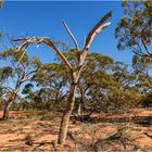 "Gum Trees" - Westaustralien, 2008