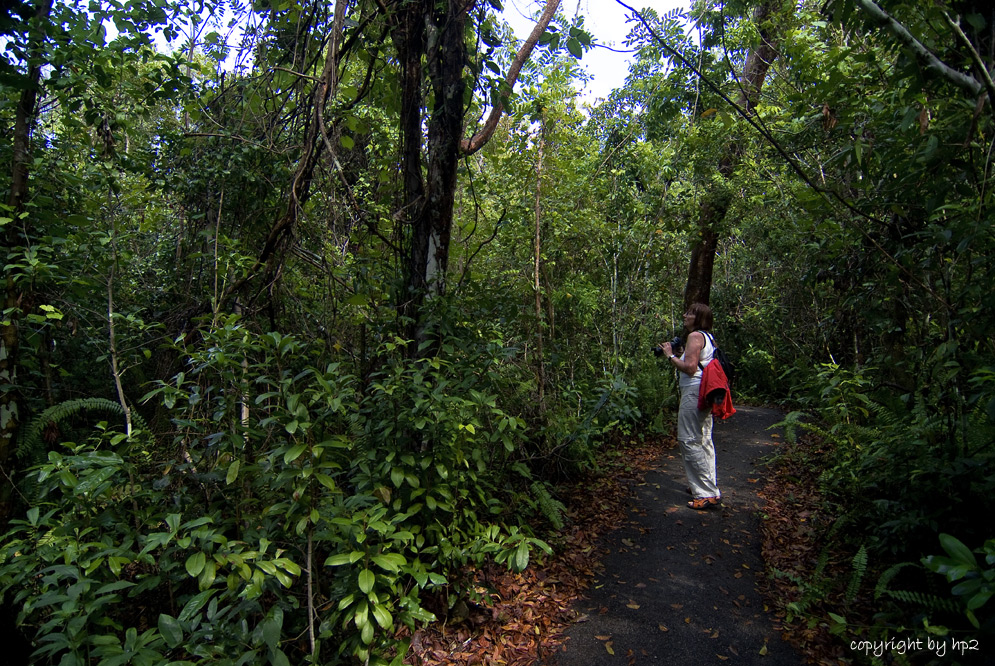 Gumbo Limbo Trail.........