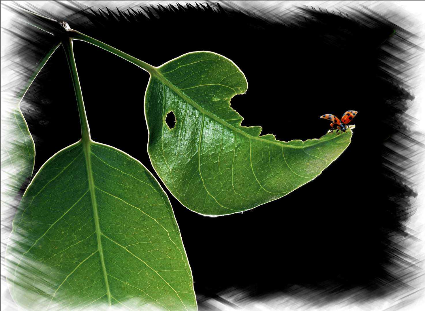 Gummi-Blatt mit Marienkäferle beim Start