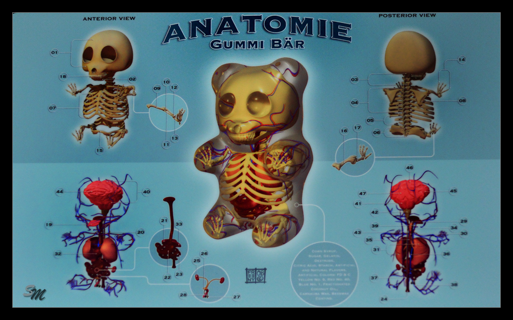 ~Gummibär Anatomie~