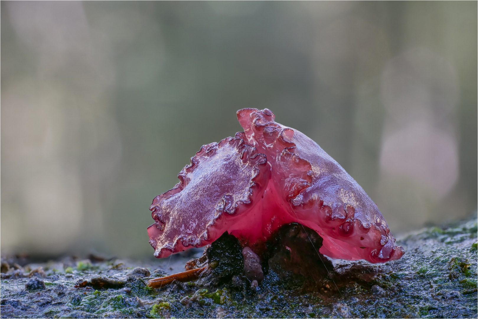 Gummibärchen